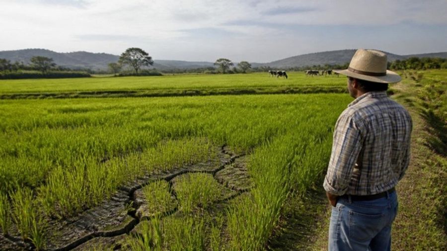 Imagen ilustrativa generada con IA: productor frente a arrozales agrietados en Azuero, con vacas lecheras al fondo